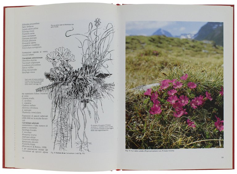 FIORI E AMBIENTI DELLE ALPI i pascoli alpini, la vegetazione …