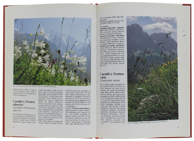 FIORI E AMBIENTI DELLE ALPI i pascoli alpini, la vegetazione …