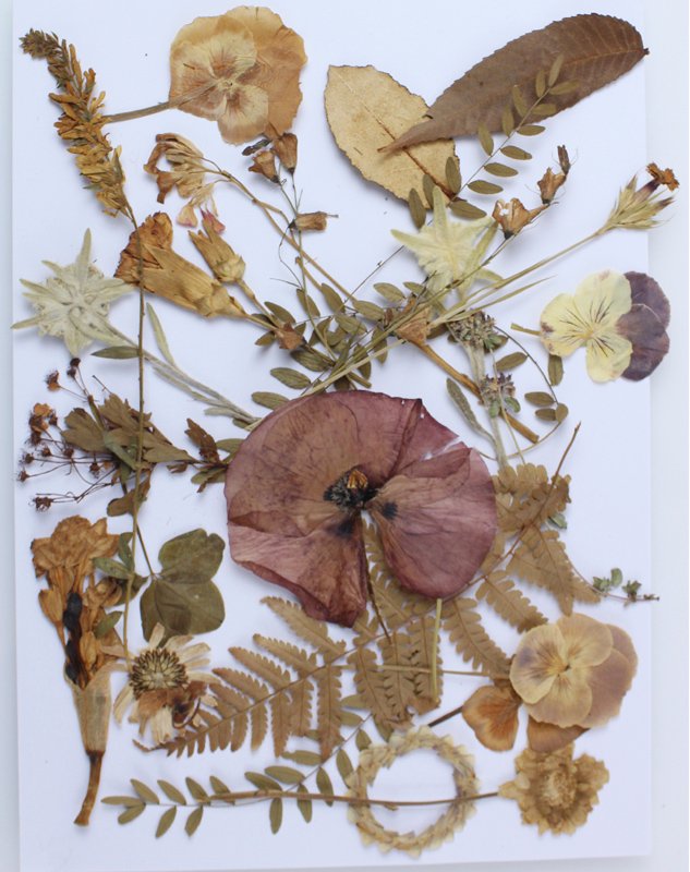 FIORI SECCHI ANTICHI E FOGLIE (trovati nei vecchi libri)