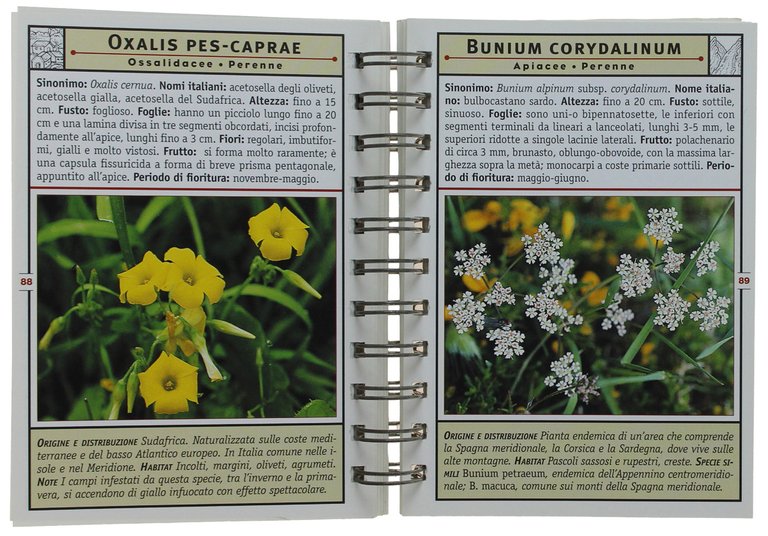 FLORA MEDITERRANEA. Conoscere, riconoscere e osservare tutte le piante mediterranee … | Immagine Gallery 2