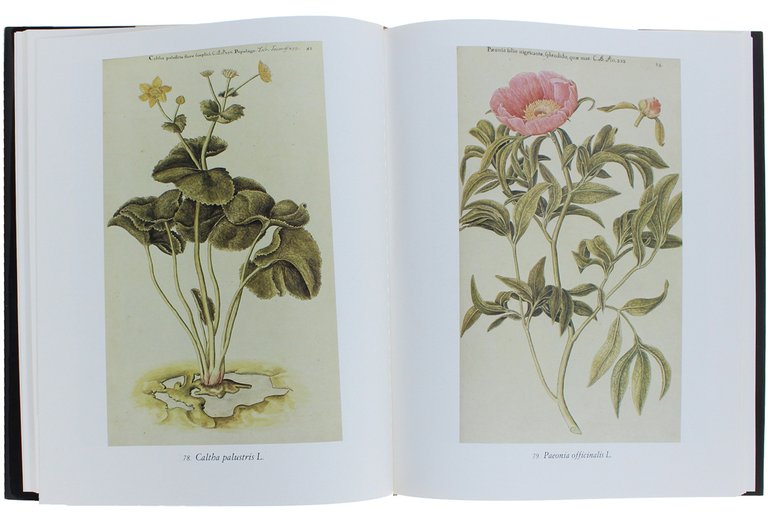 FLORA ORNAMENTALE DALL'ICONOGRAFIA TAURINENSIS.