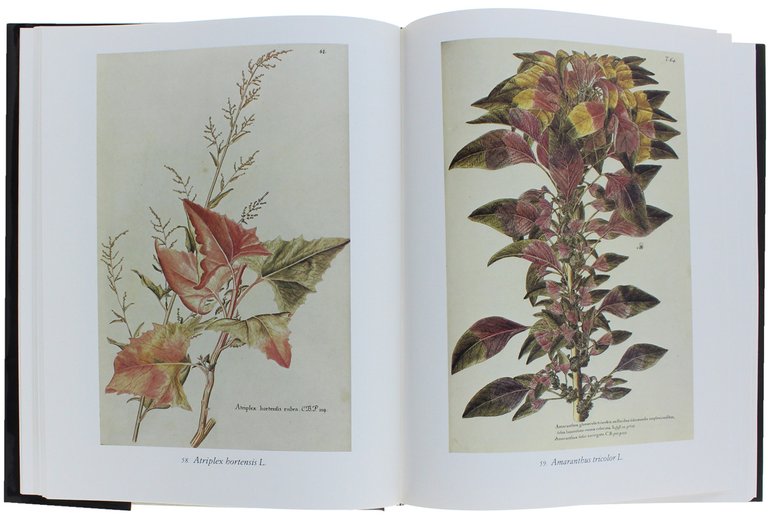 FLORA ORNAMENTALE DALL'ICONOGRAFIA TAURINENSIS.