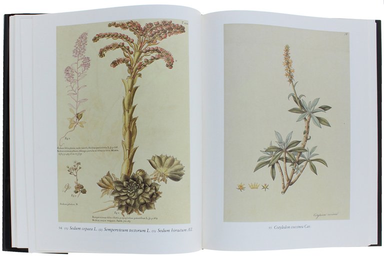 FLORA ORNAMENTALE DALL'ICONOGRAFIA TAURINENSIS.