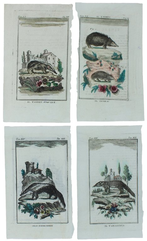 FORMICHIERI E SIMILI : 4 Tavole originali acquerellate tratte dalla … | Immagine Gallery 2