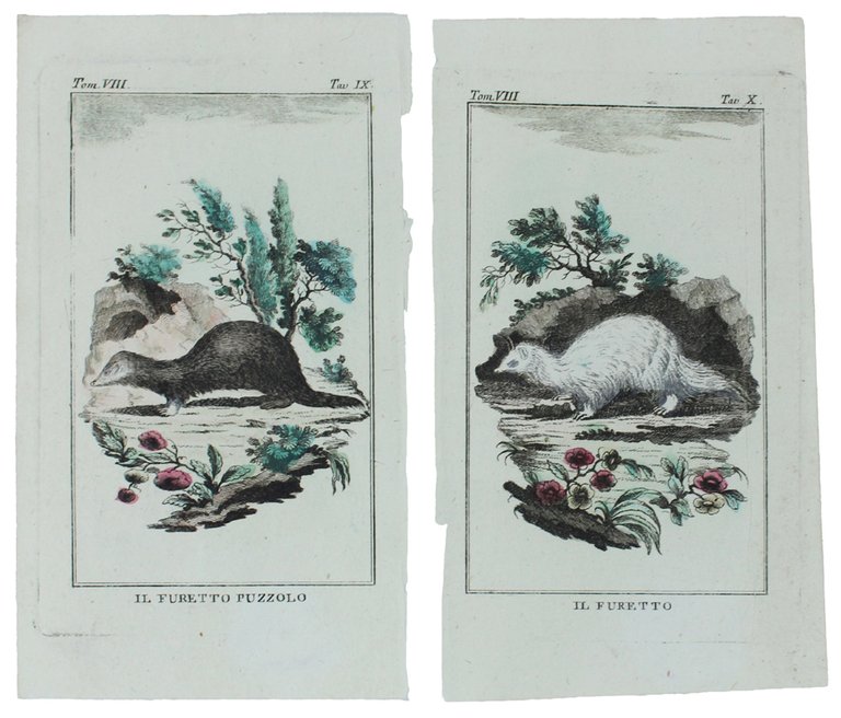 FURETTI : 2 Tavole originali acquerellate tratte dalla STORIA NATURALE. | Immagine Gallery 2