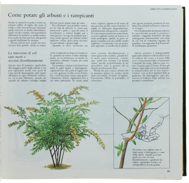 GIARDINAGGIO SENZA PROBLEMI. Guida completa. | Immagine Gallery 3