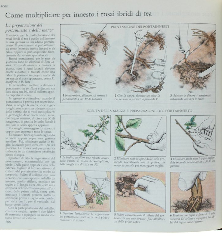 GIARDINAGGIO SENZA PROBLEMI. Guida completa. | Immagine Gallery 4