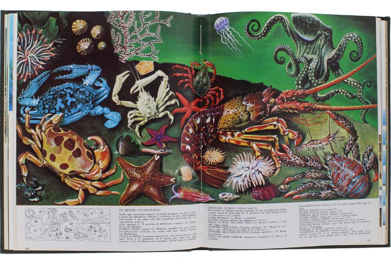 GLI ANIMALI. Tutti gli animali nel loro ambiente.