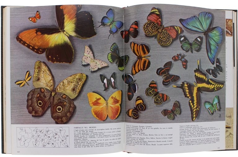 GLI ANIMALI. Tutti gli animali nel loro ambiente.