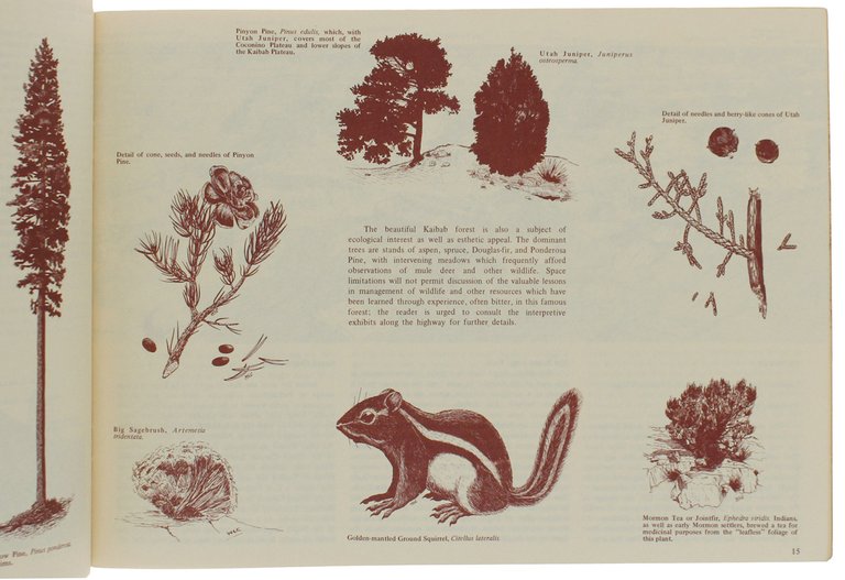 GRAND CANYON PERSPECTIVES. A Guide to the Canyon Scenery by …