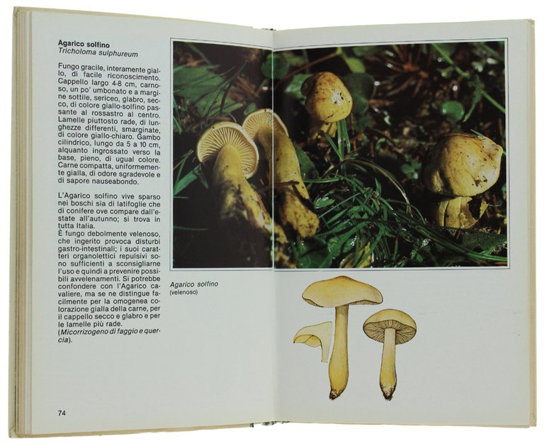 GUIDA AI FUNGHI D'ITALIA | Immagine Gallery 2