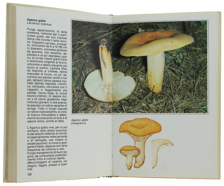 GUIDA AI FUNGHI D'ITALIA | Immagine Gallery 3