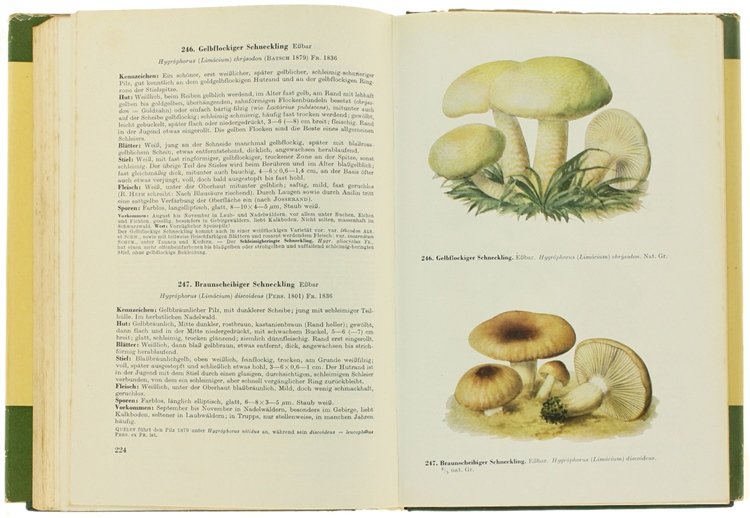 HANDBUCH FÜR PILZFREUNDE. Band 3: Hellblätter und Leistlinge.