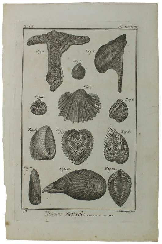 HISTOIRE NATURELLE, COQUILLES DE MER- Original Antique Engraving