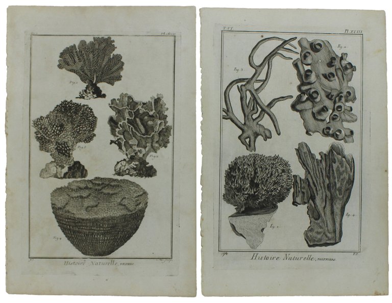 HISTOIRE NATURELLE, POLYPIERS - Two Original Antique Engravings