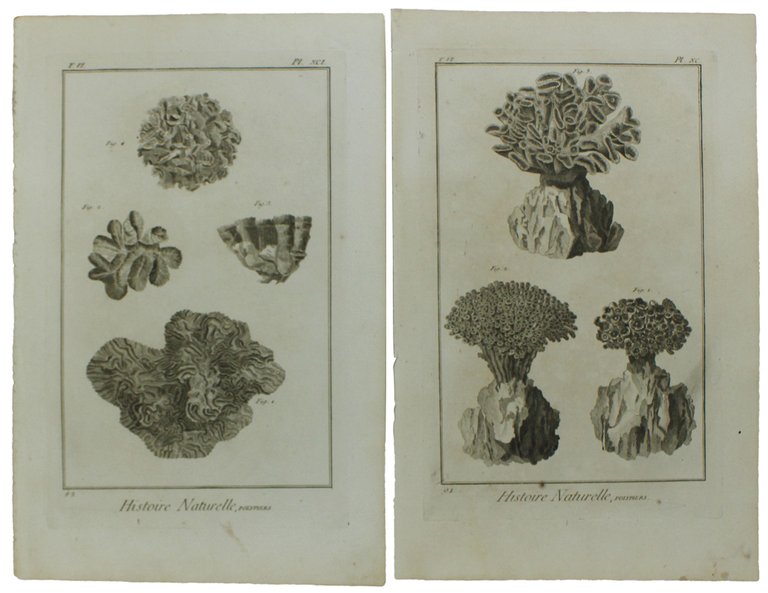 HISTOIRE NATURELLE, POLYPIERS - Two Original Antique Engravings