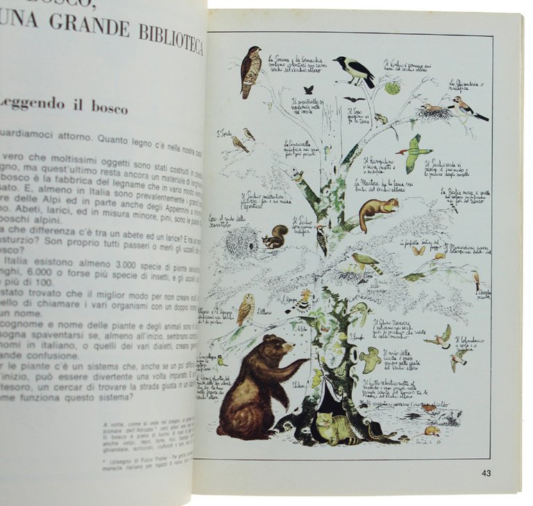 IL BOSCO - Guardiamoci Intorno | Immagine Gallery 2