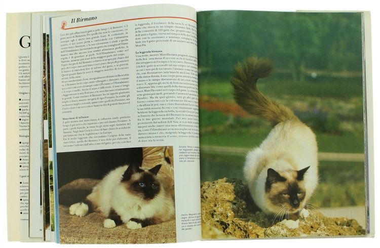 IL GATTO. Evoluzione - Biologia di base - Razze - …