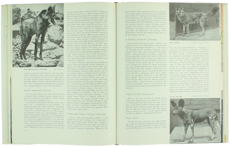 IL LIBRO DEI MAMMIFERI.