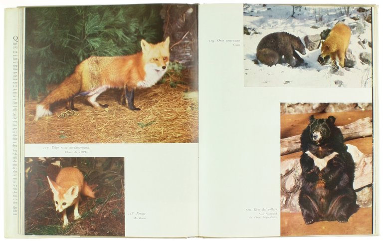 IL LIBRO DEI MAMMIFERI - "Il mondo della natura"