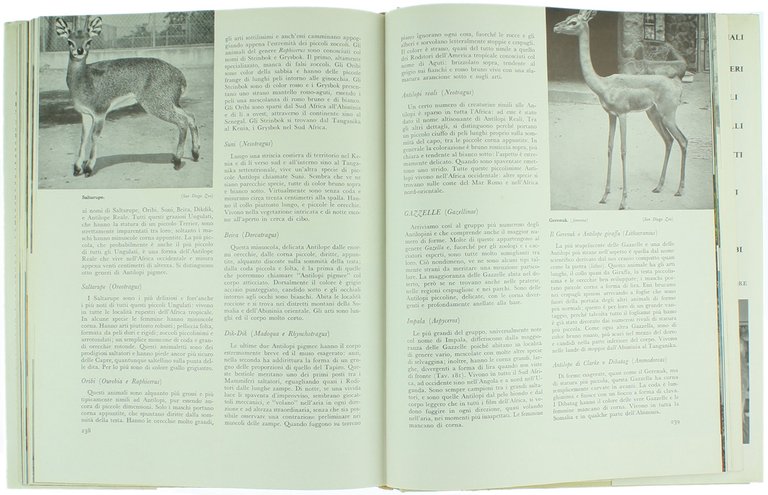 IL LIBRO DEI MAMMIFERI.