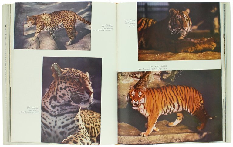 IL LIBRO DEI MAMMIFERI.