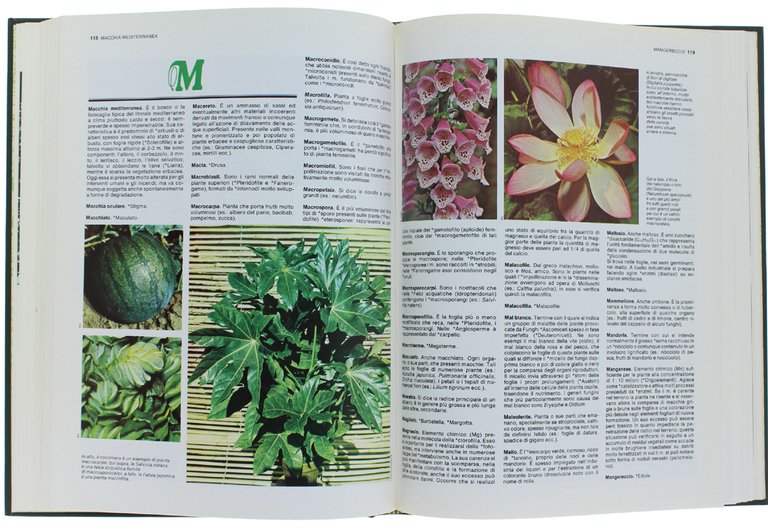 IL MIO GIARDINO. Guida pratica per giardino e orto [completa: …