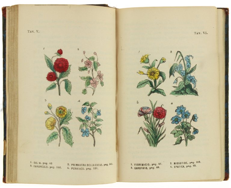 IL NUOVO LINGUAGGIO DE' FIORI PEL GENTIL SESSO COL DIZIONARIO …