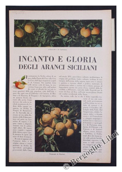 INCANTO E GLORIA DEGLI ARANCI SICILIANI.