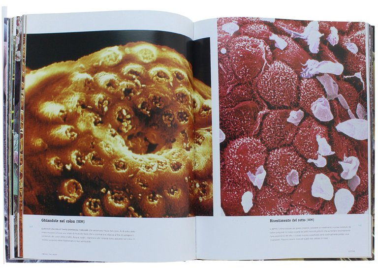 INSIDE THE BODY. Le fantastiche immagini del corpo umano. Immagini …