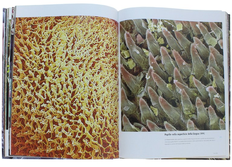 INSIDE THE BODY. Le fantastiche immagini del corpo umano. Immagini …