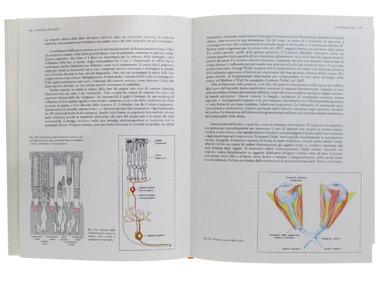 L'UOMO (organismo biologico)