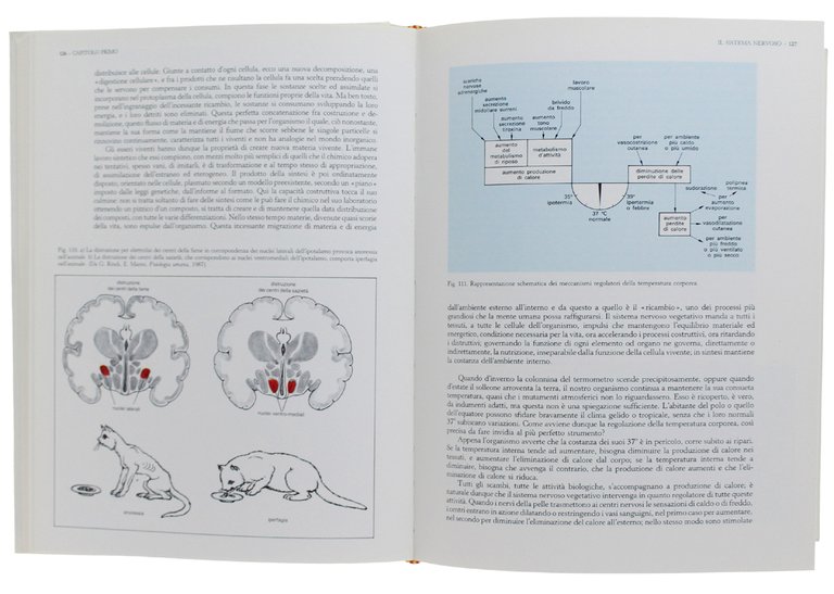 L'UOMO (organismo biologico)