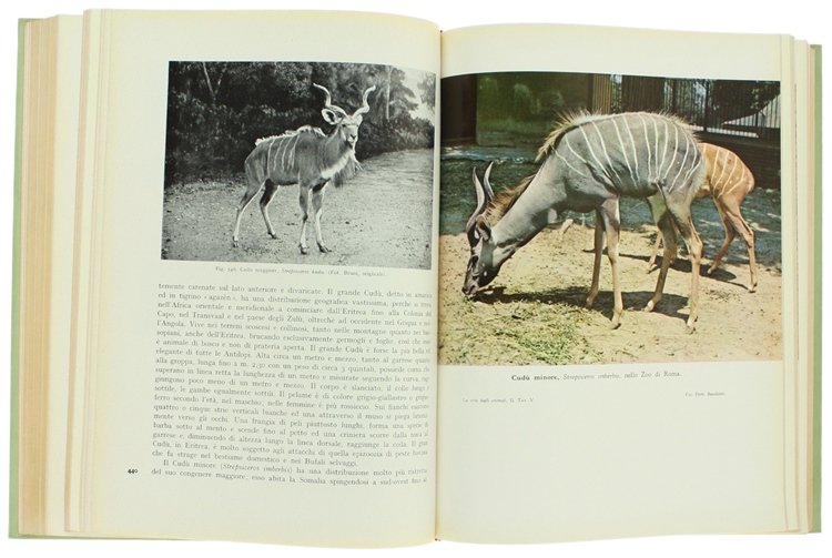 LA VITA DEGLI ANIMALI. [Splendido, freschissimo esemplare]