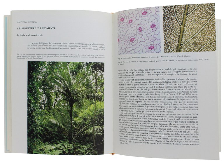 LA VITA DELLE PIANTE. Con un saggio di Paolo Pupillo