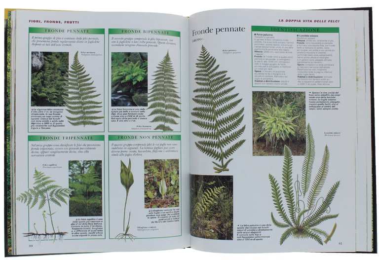 LA VITA SEGRETA DEL BOSCO.