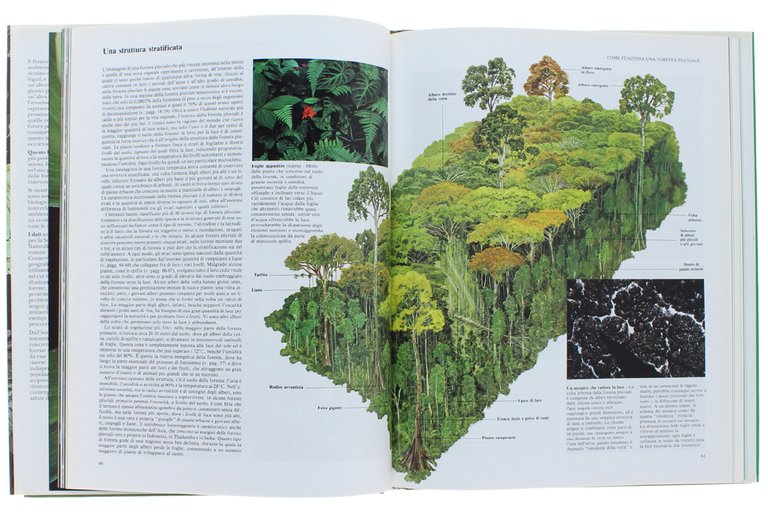 LE FORESTE DELLA PIOGGIA. Le ultime foreste tropicali. In collaborazione …