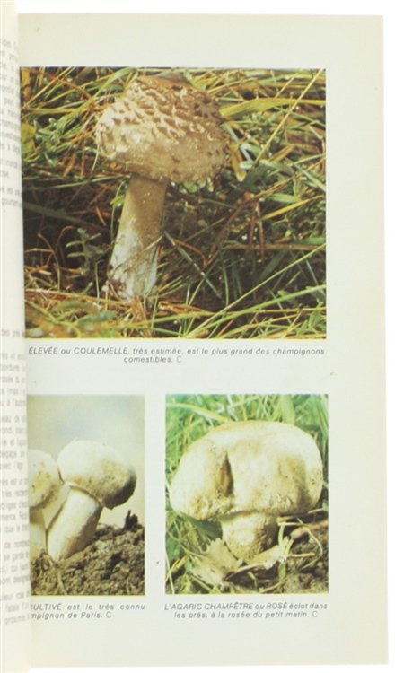 LES CHAMPIGNONS - Comment les reconnaitre