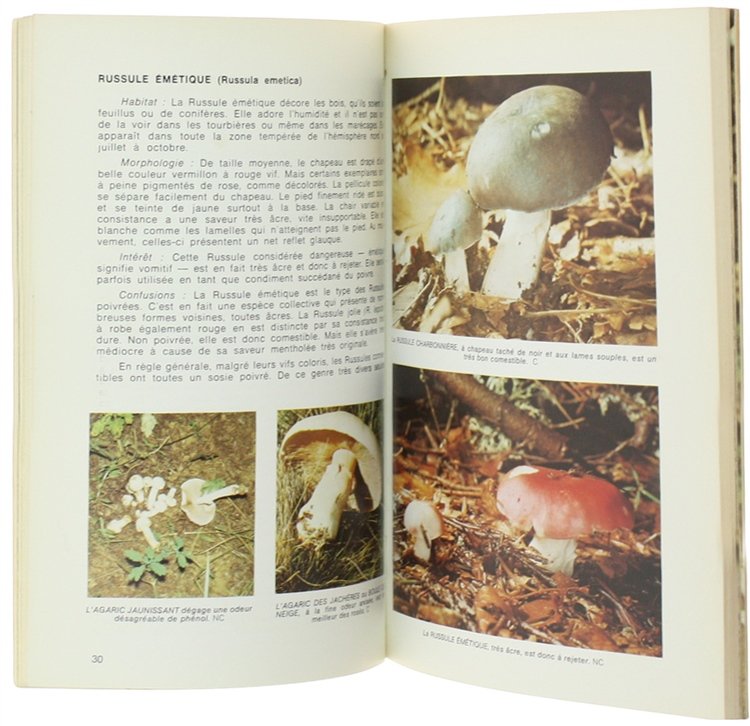 LES CHAMPIGNONS - Comment les reconnaitre