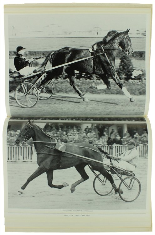 NEL MONDO DEL TROTTO. | Immagine Gallery 7