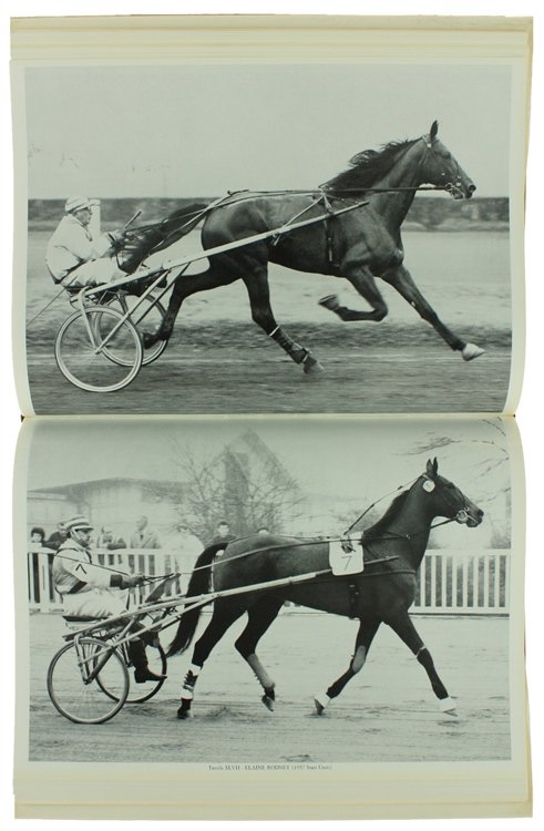 NEL MONDO DEL TROTTO. | Immagine Gallery 9