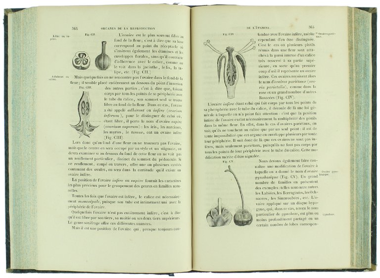 NOUVEAUX ELEMENS DE BOTANIQUE ET DE PHYSIOLOGIE VEGETALE. Sixième édition … | Immagine Gallery 6