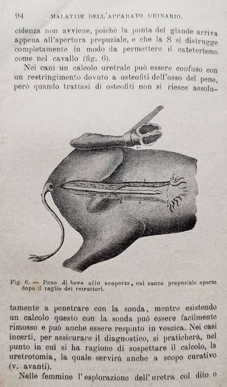 PATOLOGIA E TERAPIA CHIRURGICA SPECIALE. Volume I - II - …