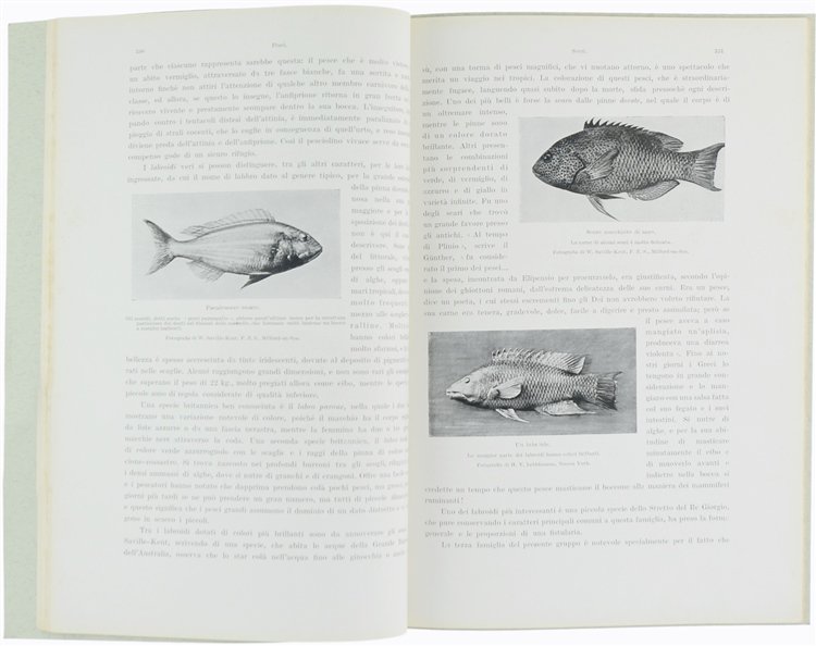 PESCI - Animali Viventi, volume secondo, libro IV.