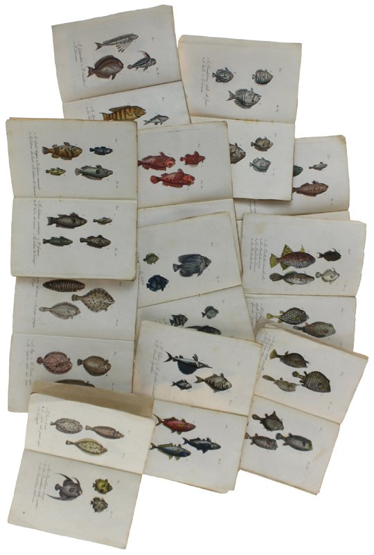 PESCI : 46 STAMPINE '800 ACQUERELLATE A MANO, circa 150 …