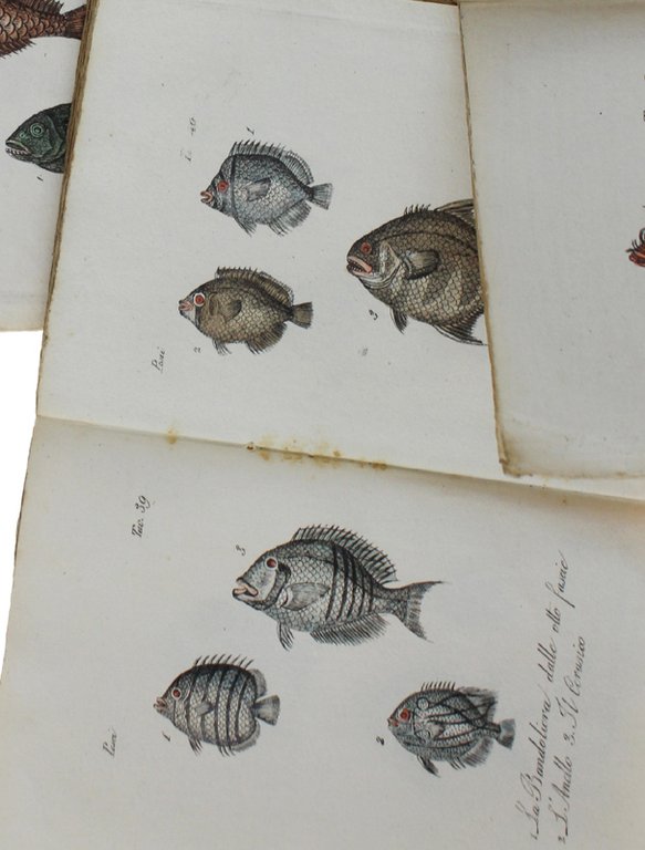 PESCI : 46 STAMPINE '800 ACQUERELLATE A MANO, circa 150 …