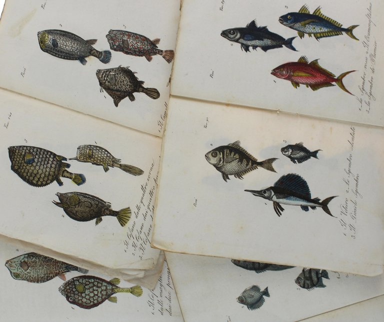 PESCI : 46 STAMPINE '800 ACQUERELLATE A MANO, circa 150 …