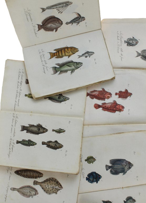 PESCI : 46 STAMPINE '800 ACQUERELLATE A MANO, circa 150 …