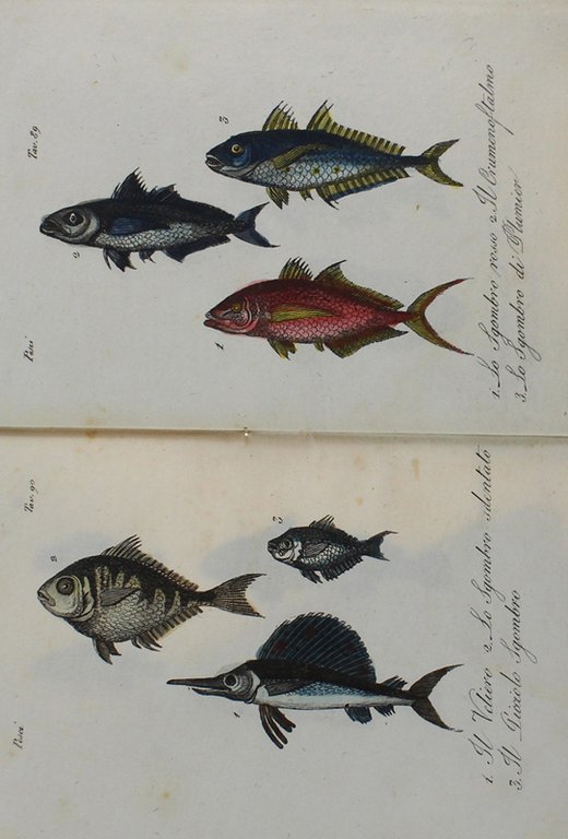 PESCI : 46 STAMPINE '800 ACQUERELLATE A MANO, circa 150 …