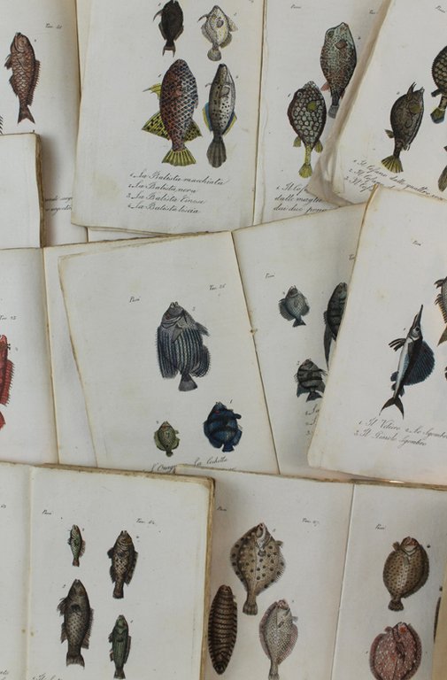 PESCI : 46 STAMPINE '800 ACQUERELLATE A MANO, circa 150 …